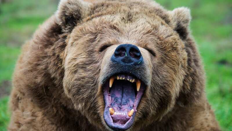 Brown bears are divided into categories: brown bears, black bears and grizzlies (Image: Getty Images)