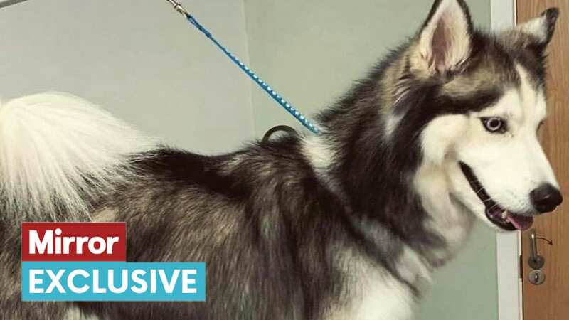 Husky Naevia returns home after being attacked by two other dogs on Redcar beach (Image: Teesside Live)