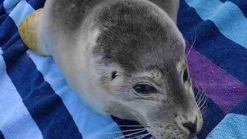 The baby seal died from shock after being scooped into the woman