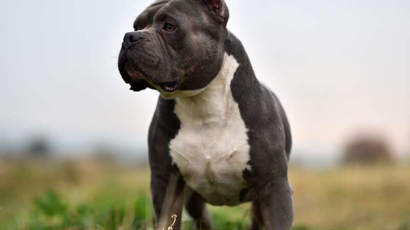 American Bully dogs are responsible for 73% of dog attack deaths since 2022
