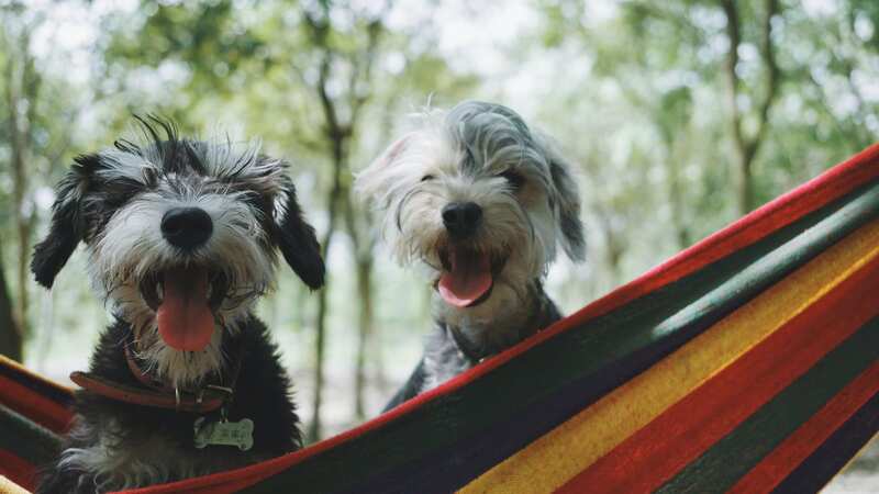 Dogs can form special relationships with their pals (stock photo) (Image: Unsplash)