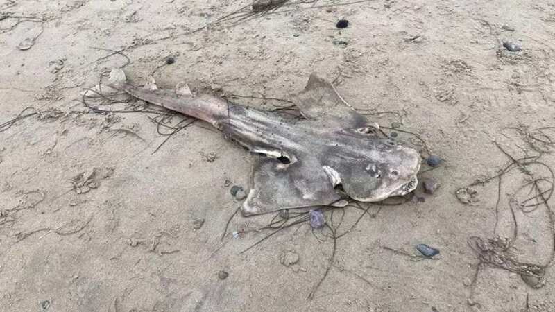The shark is thought to have been dead for some time when it was pictured (Image: Lorna Jayne Patelaros WS)