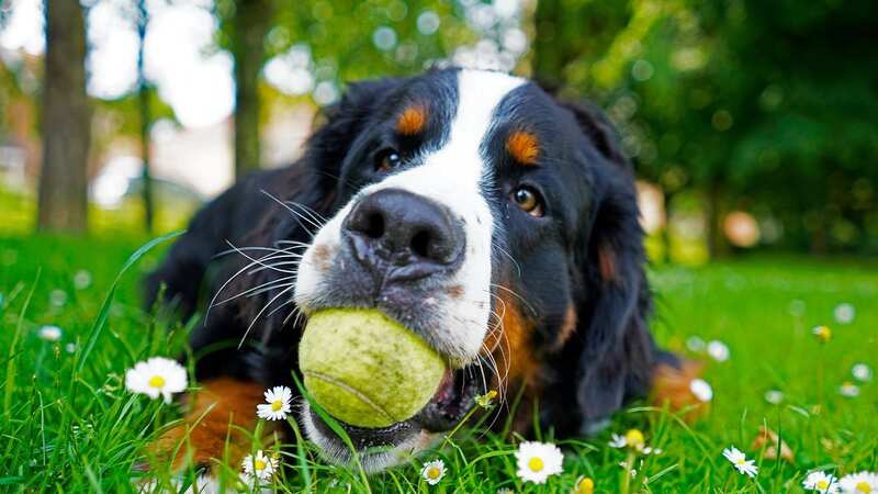 Tennis balls can hurt your dog, according to a TikTok vet (stock image) (Image: Getty Images/iStockphoto)