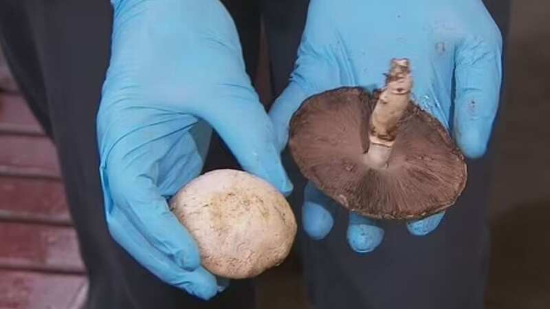 A leading toxicologist believes forensic samples taken after three people died from mushroom poisoning may have been taken too late (Image: Nine)