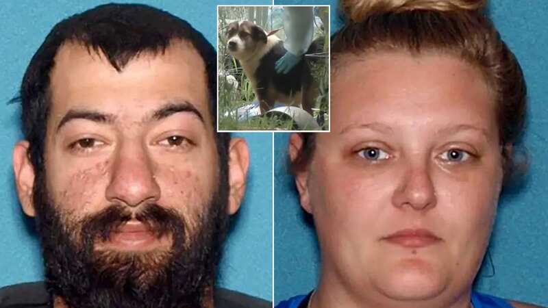 Various dogs both dead and alive were found on the property