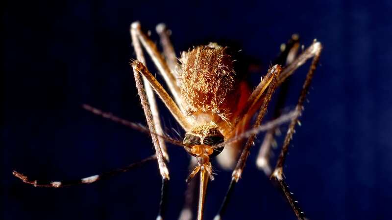 Mosquitos could one day bring dangerous viruses like dengue fever to the UK, a top scientist has said (Image: Getty Images/iStockphoto)