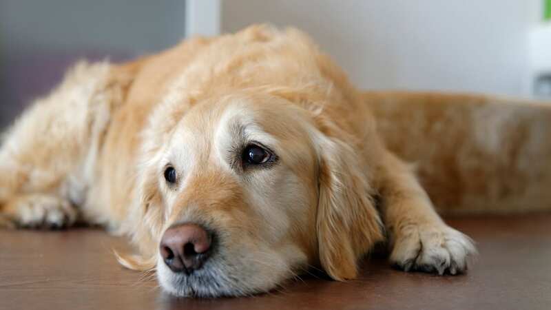 Dogs mourn too, according to scientists (stock photo) (Image: Getty Images/Westend61)