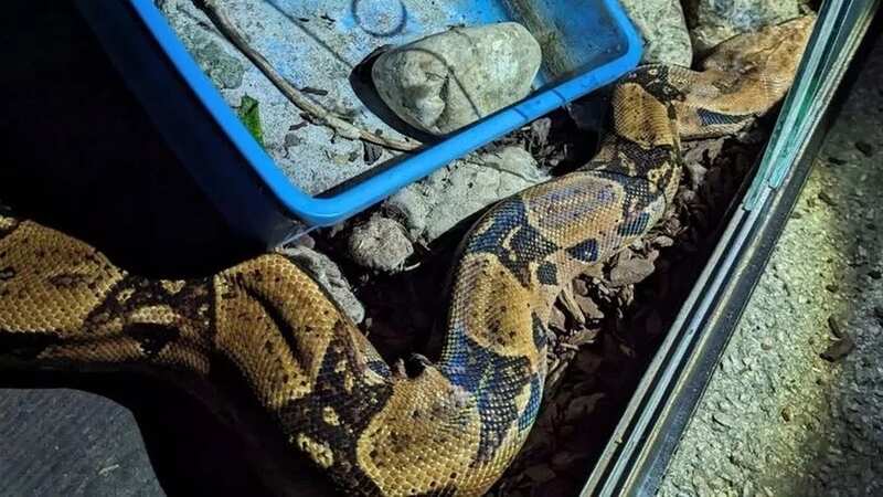 A large boa constrictor snake has been rescued by the RSPCA (Image: EssexLive / BPM Media)