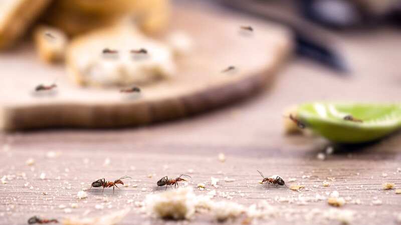 Little red ants devour leftover breadcrumbs on a kitchen table (Image: Getty Images/iStockphoto)