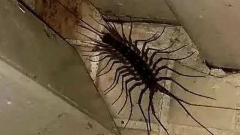 A terrifying insect has caused panic on Reddit after a user of the platform shared an image of it from the home (Image: Reddit)
