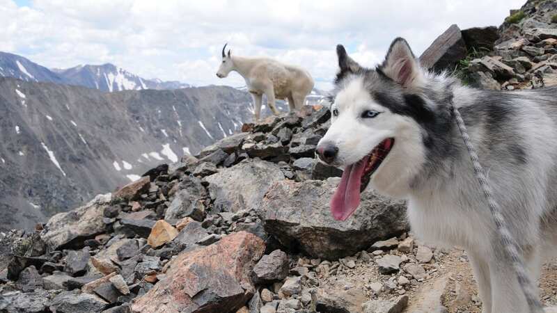 Mountain goats have been goring to death dogs on a Utah trail as experts offer tips (Image: Getty Images)