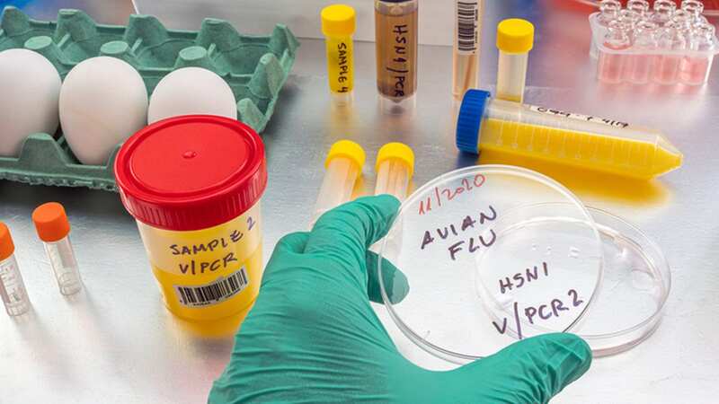 A top professor has warned that bird flu could already pose a huge threat to mankind (Image: Getty Images/Science Photo Library RF)