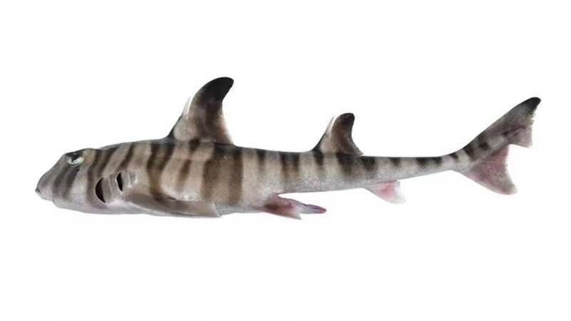The painted hornshark is only found in the deep waters of north western Australia (Image: CSIRO)