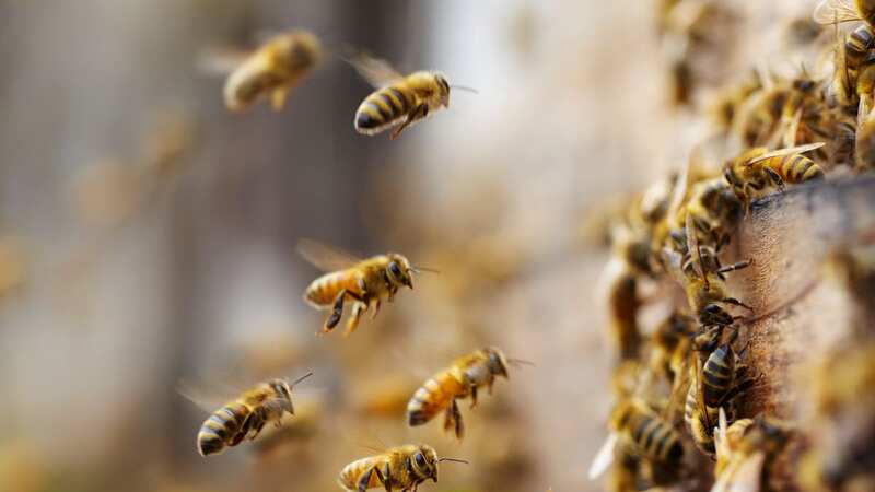 Angry bees attacked the family as they were on a walk (Image: Getty Images/iStockphoto)
