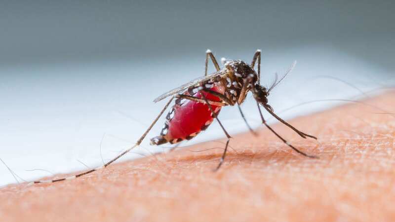 Scientists one step closer to ‘finally eradicating’ deadly malaria