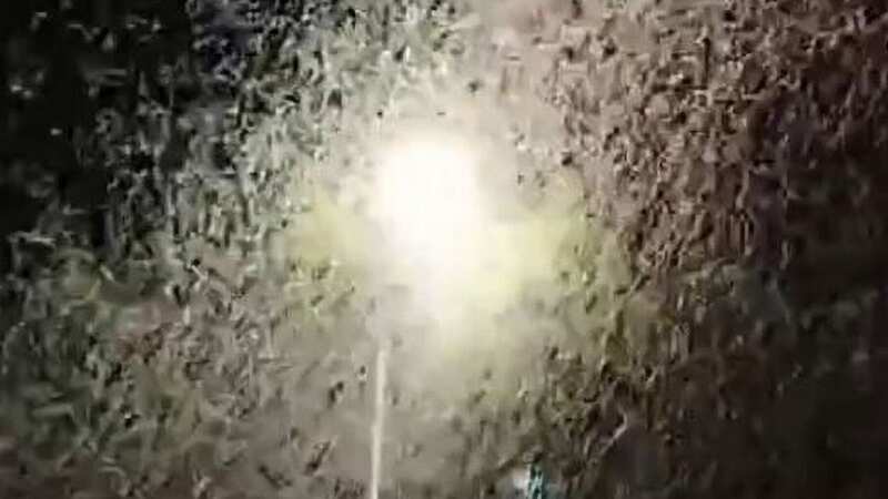 A massive swarm of winged insects appear in Yiyang, a city located in southern China