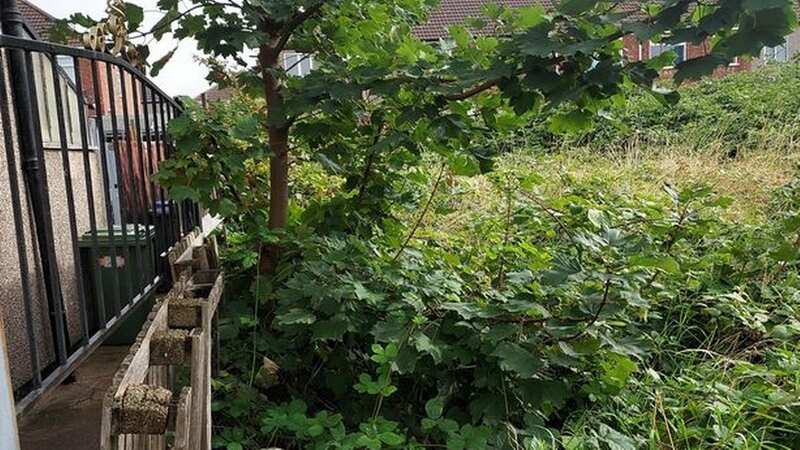 The abandoned allotment in Cleethorpes - but no one knows who owns the land (Image: Grimsby Telegraph / MEN Media)