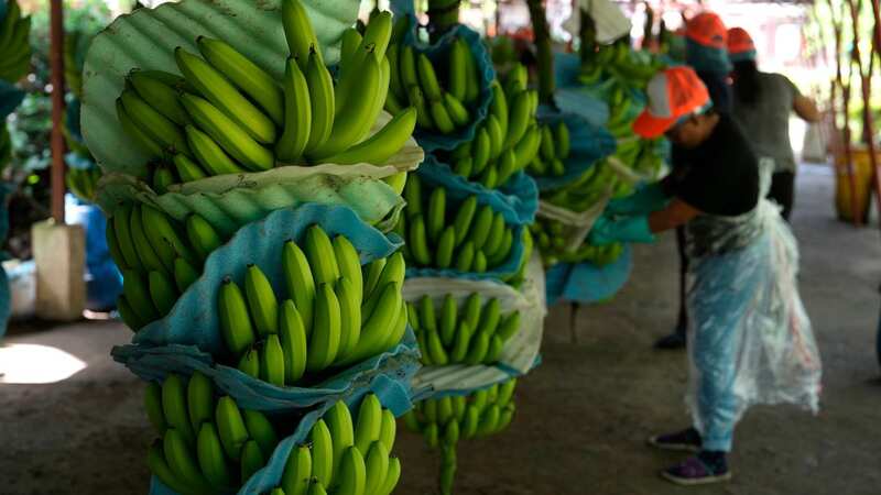 In lush Ecuadorian plantations, men harvest green bananas from towering plants twice their height (Image: AP)