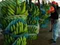 Ecuador's banana boom turns sour as cocaine traffickers threaten peace