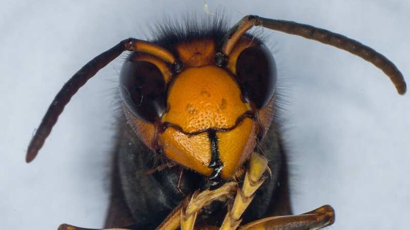 Asian Hornets first arrived in Europe in 2004 and have since become widespread (Image: AFP via Getty Images)