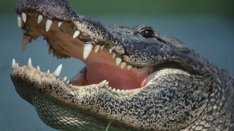 A young boy was bitten by an alligator in New Orleans (Image: Getty Images)