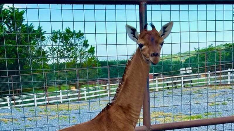 Staff said Kipekee has been accepted into the herd despite her rare looking coat (Image: AP)