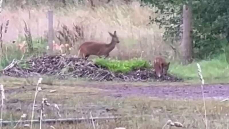 Fox and deer are best friends as they frolic in the woods