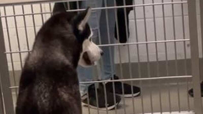 The heartbreaking video saw people walking past his kennel (Image: reddit)