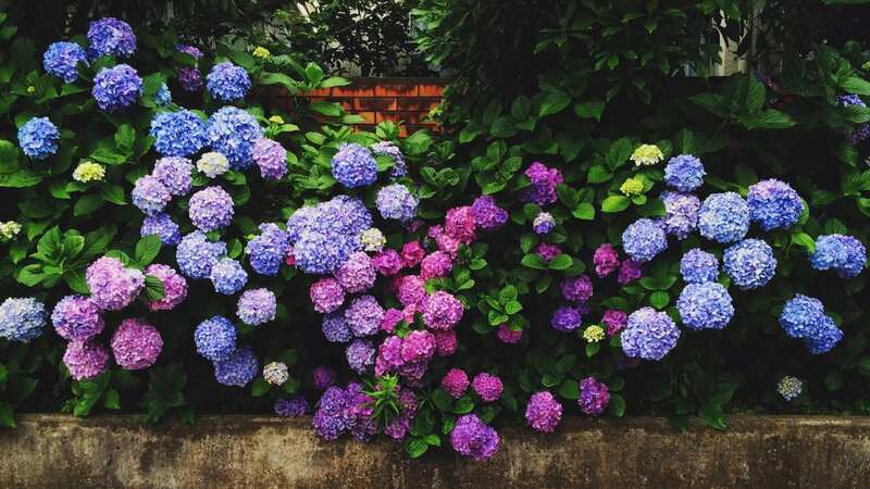 Gardeners have taken to social media to share tips on how to help wilting hydrangeas in the heatwave (Image: Getty Images/EyeEm)