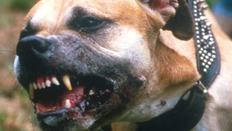 American Pit Bulls are banned but underground breeders are crossing them with Mastiffs and British Bull Dogs to create 