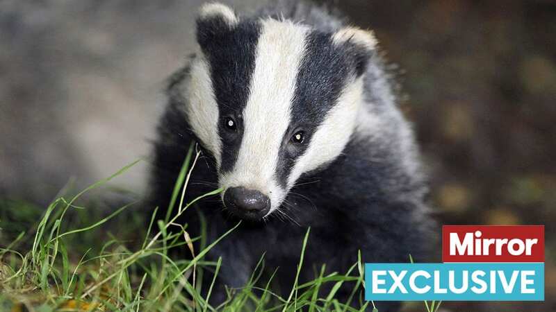 Badgers are slaughtered to stop the spread of TB (Image: PA)