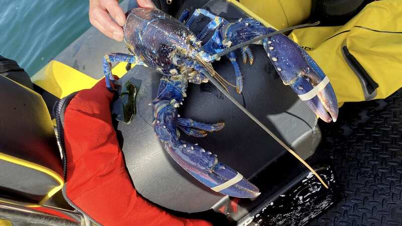 This incredibly rare blue lobster has stunned experts (Image: The Ships Project / SWNS)