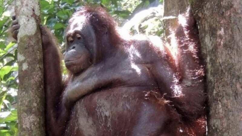 The orangutan was raped by numerous men and chained to a bed after being captured (Image: BOSF)