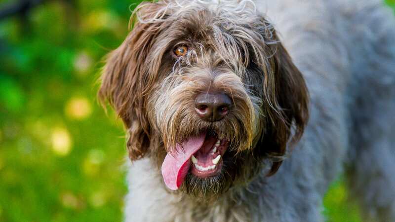 Korthals Griffon or wire-haired pointing griffon puppy is among the vulnerable dogs on the list (Image: Getty Images/iStockphoto)