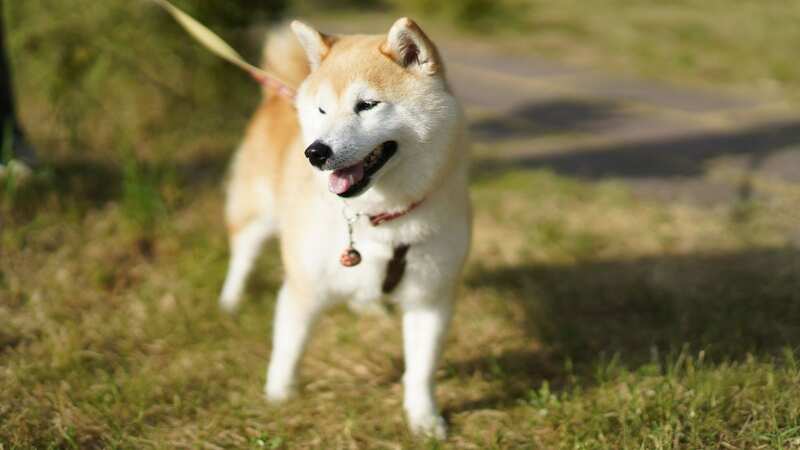 The dog, an Akita, had a known history of aggression and violence (stock image) (Image: Getty Images/500px)