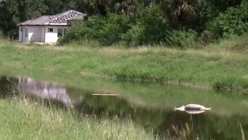 Alligator carcasses have been found without heads or tails floating in a Florida canal (Image: nbc)