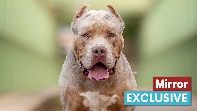 Thousands of bully-type dogs, including the American bully XL are being sold in the UK (Image: Shutterstock / BAUER Alexandre)