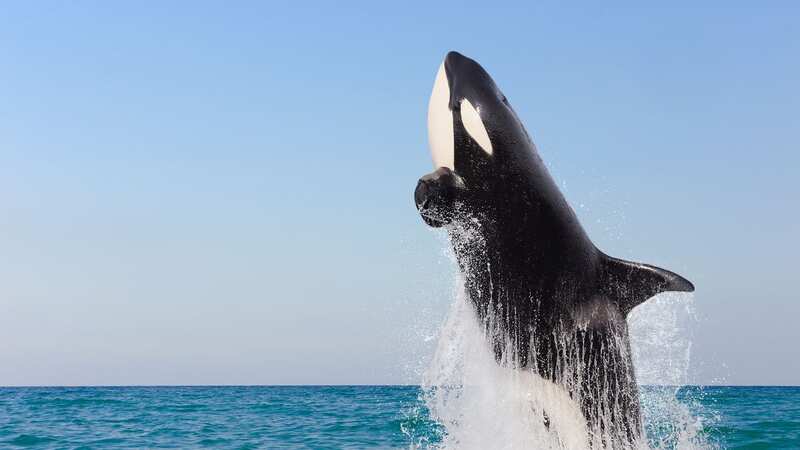 A killer whale has been seen in Yorkshire (Stock photo) (Image: Getty Images)