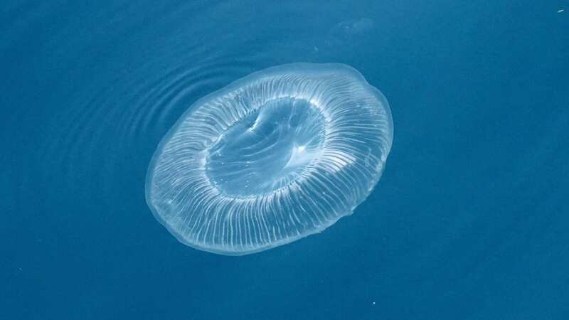 Thousands of jellyfish spotted on UK coast and scientists issue ominous warning