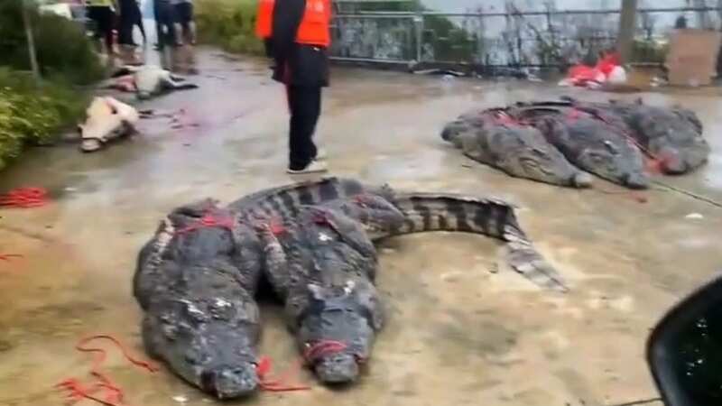 Some of the 70 crocodiles which escaped a farm during floods have been caught (Image: AsiaWire)