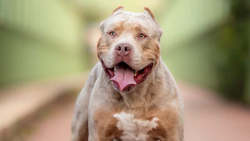 A dog shelter says they