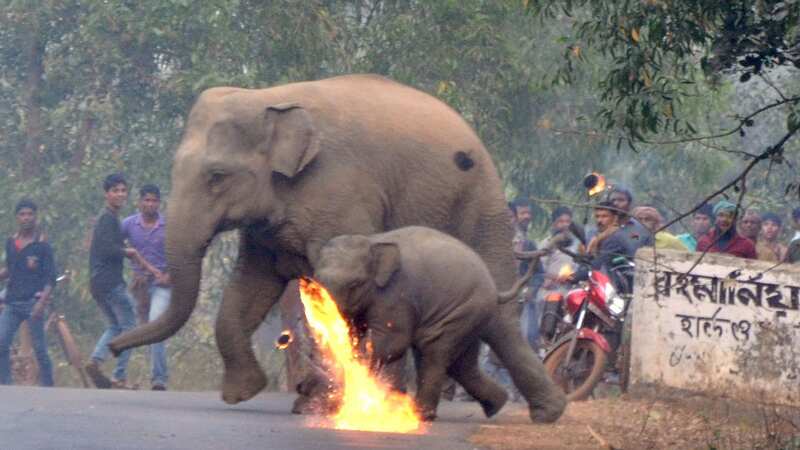 Terrified mother elephant and calf pelted with fireballs in heartbreaking images