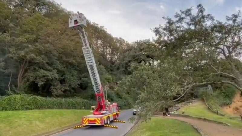 Firefighters have to use crane to remove massive Asian hornet nest plaguing town