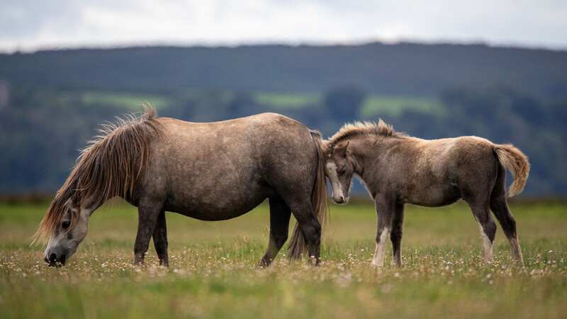 Welsh mountain pony mares and their foals gently graze and rest on the protected Llanrhidian Marsh, North Gower (Image: Joann Randles/Cover Images)