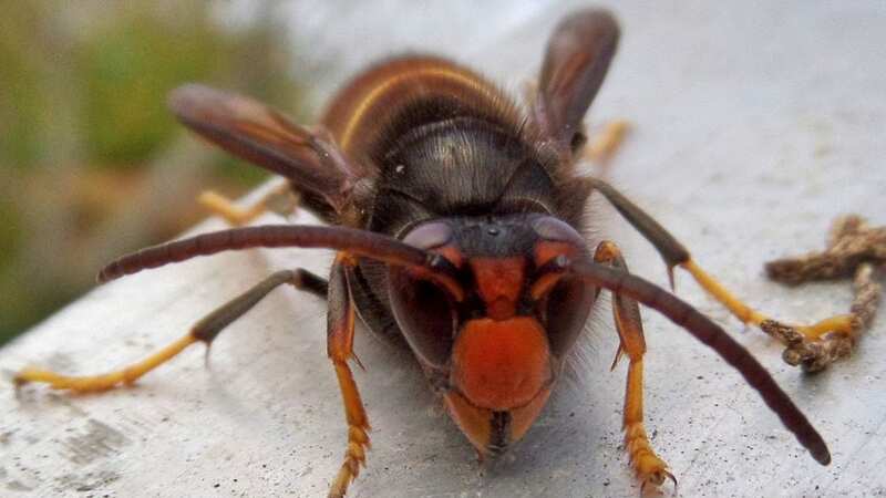 Asian hornets set to invade UK as 