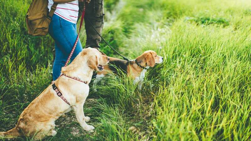Some plants can be harmful to your dog (stock photo) (Image: Getty Images)