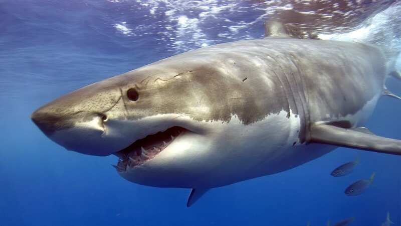 A woman’s arm was amputated after she was the victim of a shark attack in Egypt (file photo) (Image: Getty Images/iStockphoto)