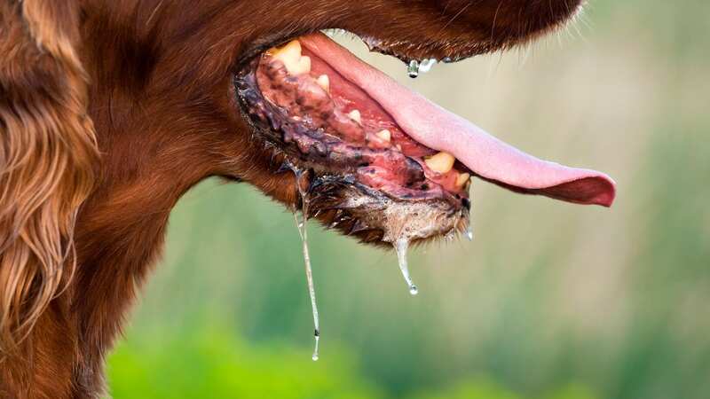 Excessive drooling is one of the symptoms of rabies in a dog (Image: Getty Images/iStockphoto)