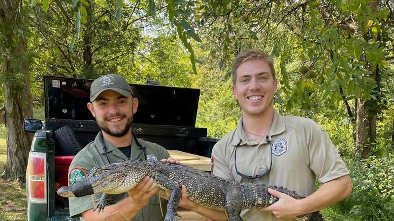 Wildlife Officers Hunter Poore and Colt Elrod trapped the alligator in Rhea County in Tennessee (Image: Tennessee Wildlife Resources Agency)