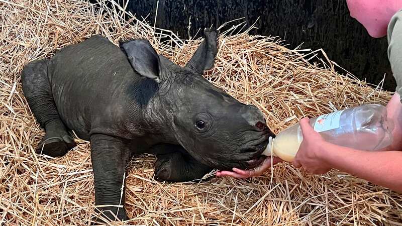 The little rhinos are rescued and taken in by the Zululand Rhino Orphanage (Image: Peter Egan)